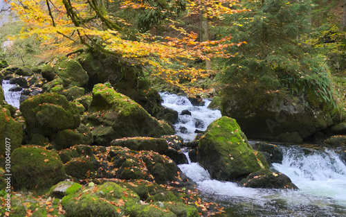 Mossy stones and river in dark forest