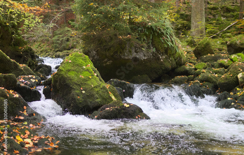Mossy stones and river in dark forest
