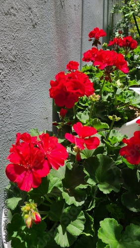 red flower