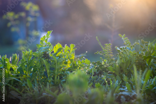 A spring morning in the herb meadow with morning dew on the fresh green leaves of the herbs