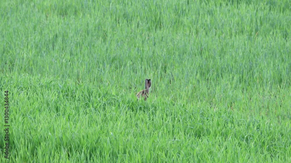 hare on a meadow in spring (animal head) hare on a meadow in spring (animal head)