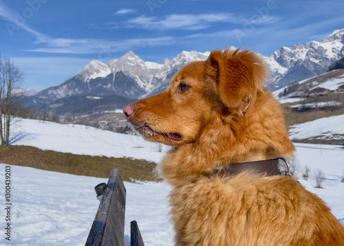 Wallpaper Mural Female Nova Scotia Duck Tolling Retriever (Toller) posing  in the fresh snow of the Austrian mountains during winter. On holiday with a dog. Torontodigital.ca