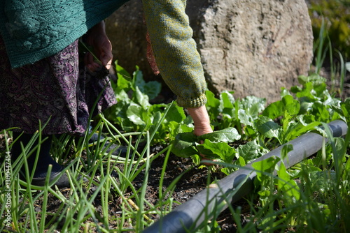alte Frau zupft Unkraut im Garten
