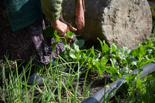 alte Frau zupft Unkraut im Garten