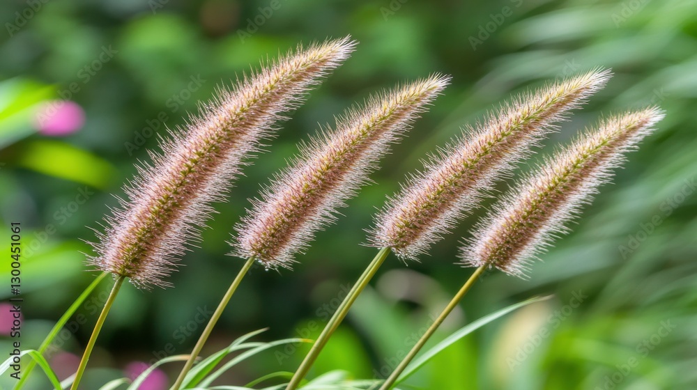 Soft Grass in Morning Light with Macro Focus Soft Grass in Morning Light with Macro Focus