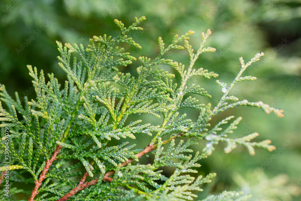 Thuja occidentalis close-up. Green thuja tree branches, background. Thuja occidentalis close-up. Green thuja tree branches, background.