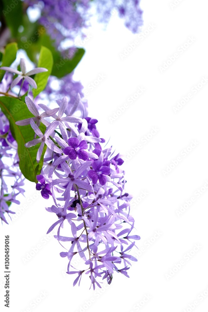 Obraz premium Purple wreath/ Queen wreath/ Sandpaper vine blossom on white isolated background