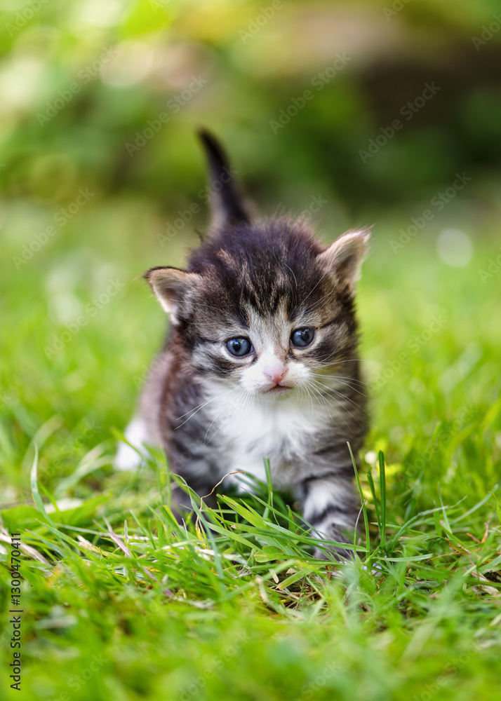 Fototapeta premium Gray, white and brown baby kitten walking in the grass and looking at camera. (Felis catus) Nature farm concept.