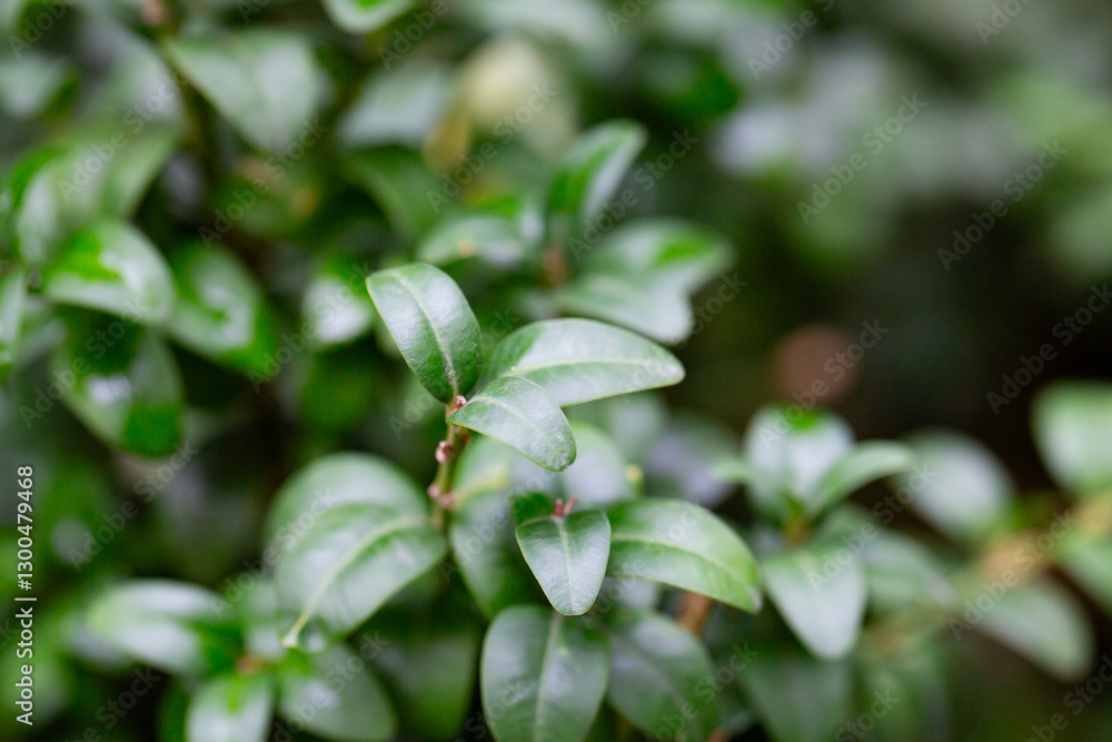 Fresh green buxus (Buxus sempervirens) leaves. Close-up of evergreen bush boxwood in the nature. Concept: Greenery, natural pattern, nature texture. Fresh green buxus (Buxus sempervirens) leaves. Close-up of evergreen bush boxwood in the nature. Concept: Greenery, natural pattern, nature texture.