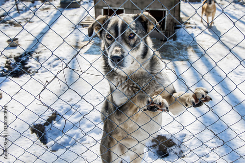 Wild and Lonely,Animals in Cages, Waiting for Adoption and a Better Life photo