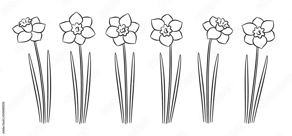 Set of black and white hand-drawn daffodils Set of black and white hand-drawn daffodils