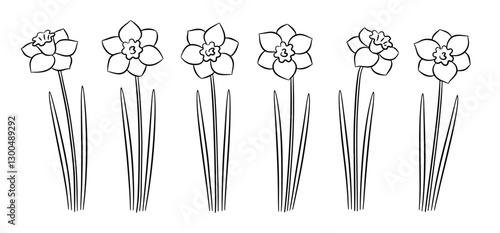 Set of black and white hand-drawn daffodils