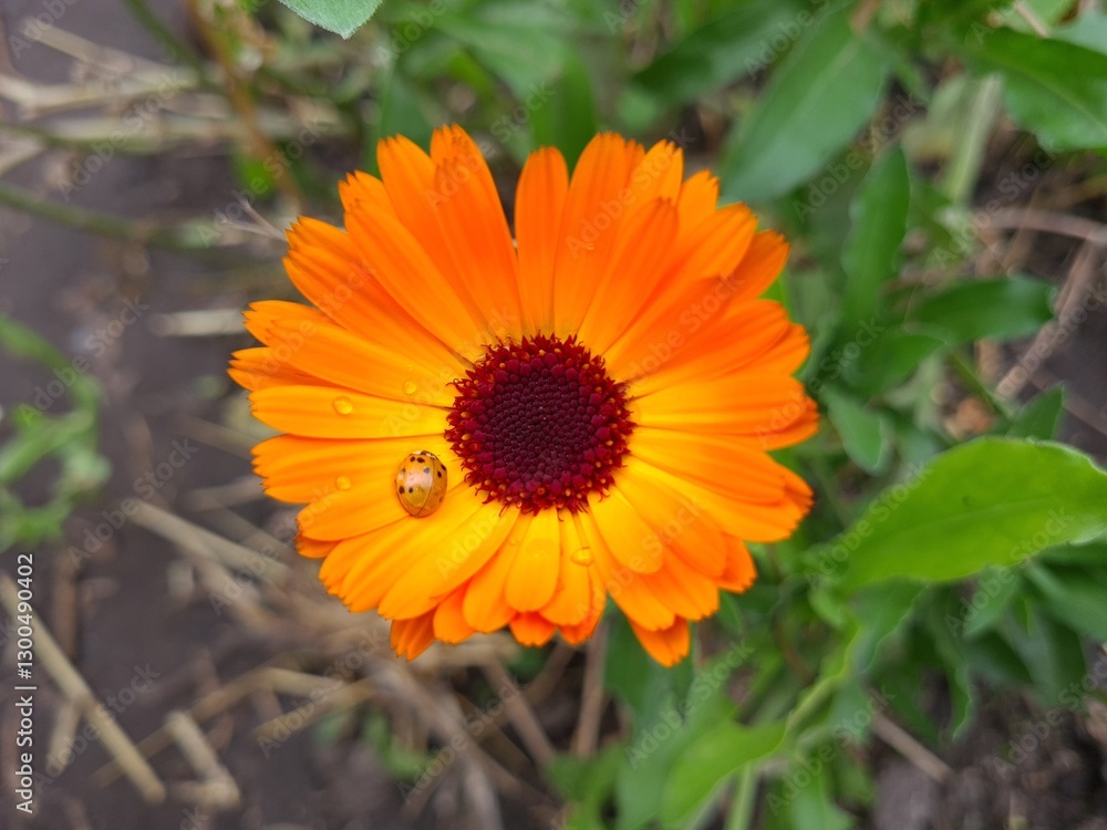 Vibrant Orange Calendula Flower in Full Bloom
Vibrant Orange Calendula Flower in Full Bloom