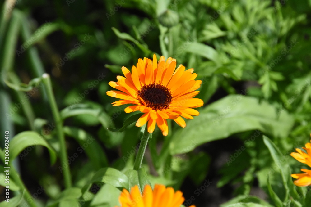 Vibrant Orange Calendula Flower in Full Bloom
Vibrant Orange Calendula Flower in Full Bloom