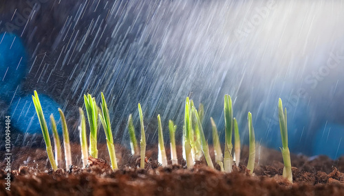 A tranquil spring rain drifts down, covering the soil with soft blue droplets as new green sprouts push upward. photo