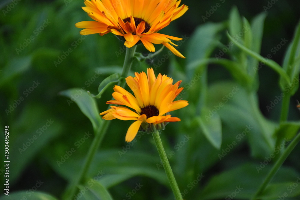 Vibrant Orange Calendula Flower in Full Bloom
Vibrant Orange Calendula Flower in Full Bloom