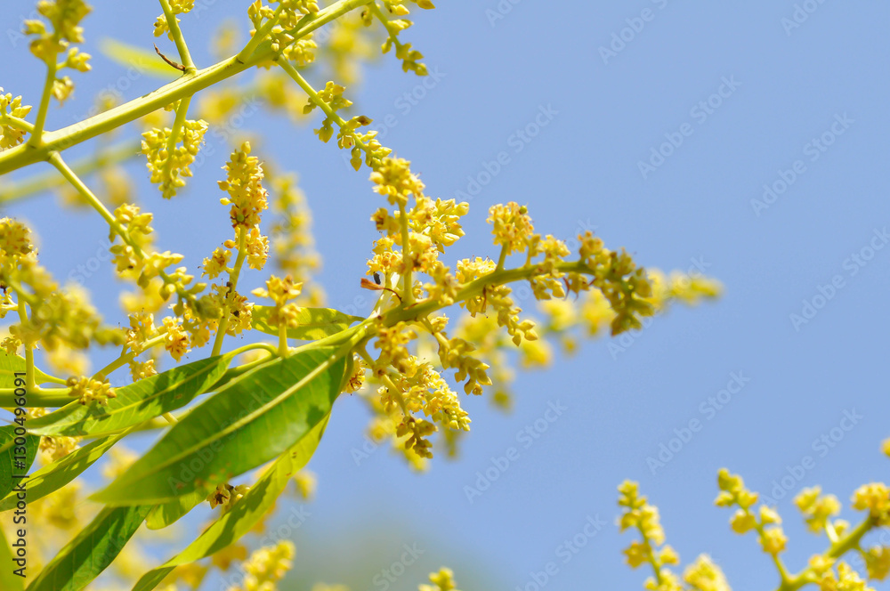 mango plant or mango tree or Mangifera Indica, Mango Mangifera indica L or Mangifera austroyunnanensis Hu or ANACARDIACEAE or mango flower mango plant or mango tree or Mangifera Indica, Mango Mangifera indica L or Mangifera austroyunnanensis Hu or ANACARDIACEAE or mango flower