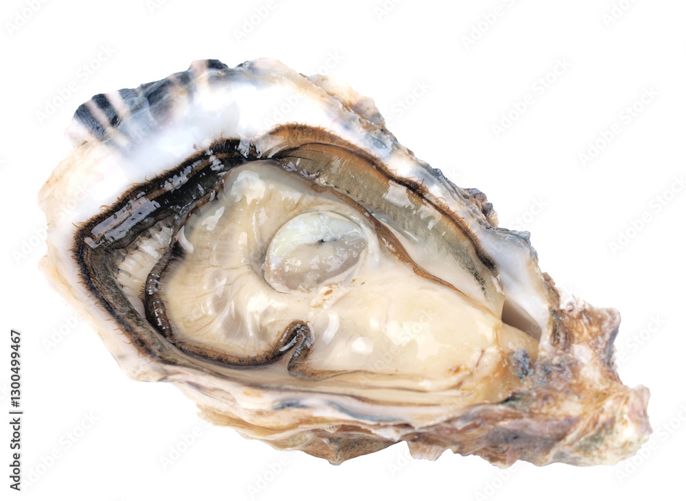 Fresh oyster on white background