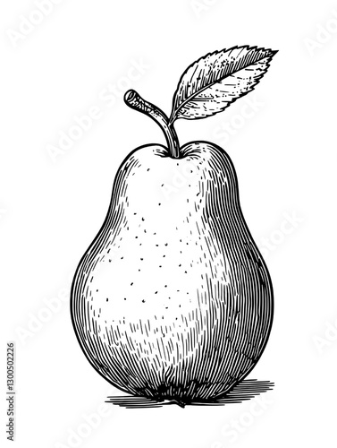 Engraved illustration of a pear with detailed shading and a leaf, showcasing its unique texture and shape