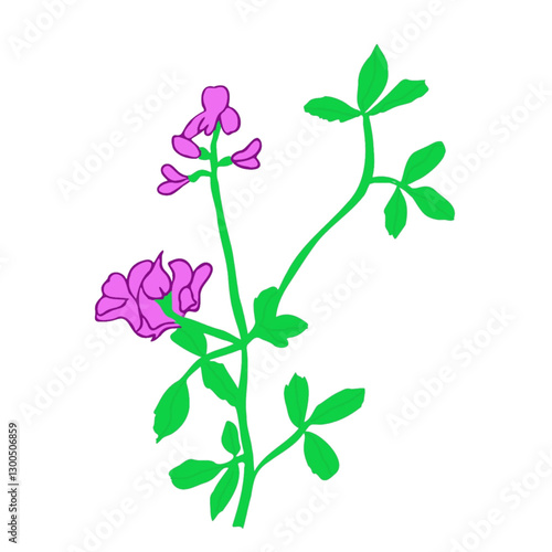alfalfa plant withpurple flowers  manure illustration 