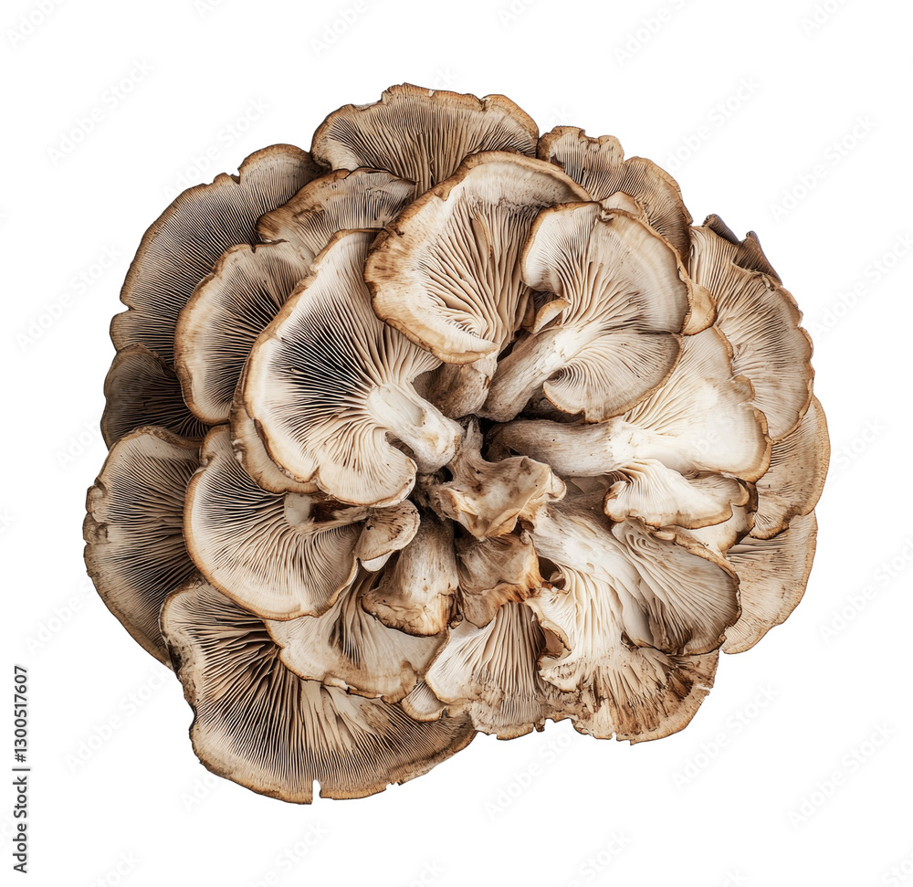 Unique mushroom variety with intricate patterns and textures for culinary cooking and gourmet dishes and food presentation, cut out Unique mushroom variety with intricate patterns and textures for culinary cooking and gourmet dishes and food presentation, cut out