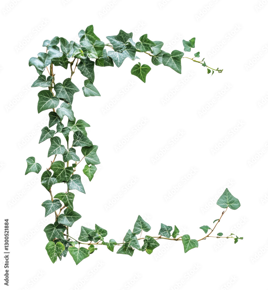 Fototapeta premium Ivy vine decoration for home design, suitable for nature-themed projects and eco-friendly aesthetics, cut out