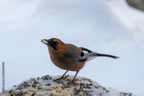 Bird on snow in Hokkaido Japan 