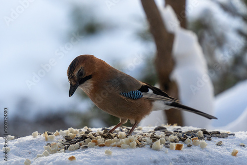 bird on snow