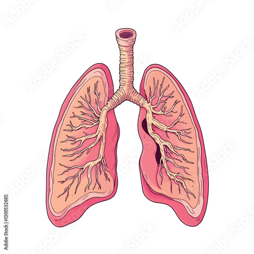 A human lungs vector illustration with a white background
