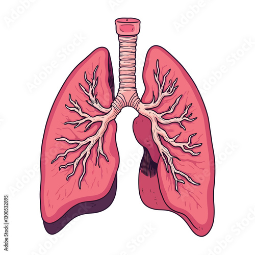 A human lungs vector illustration with a white background