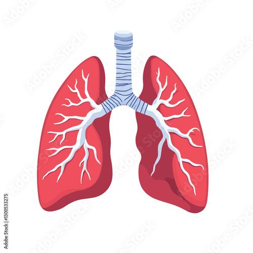 A human lungs vector illustration with a white background