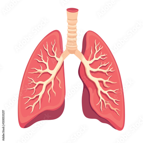 A human lungs vector illustration with a white background