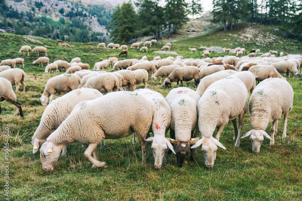 Flock of sheep grazing on hill in farmland Flock of sheep grazing on hill in farmland