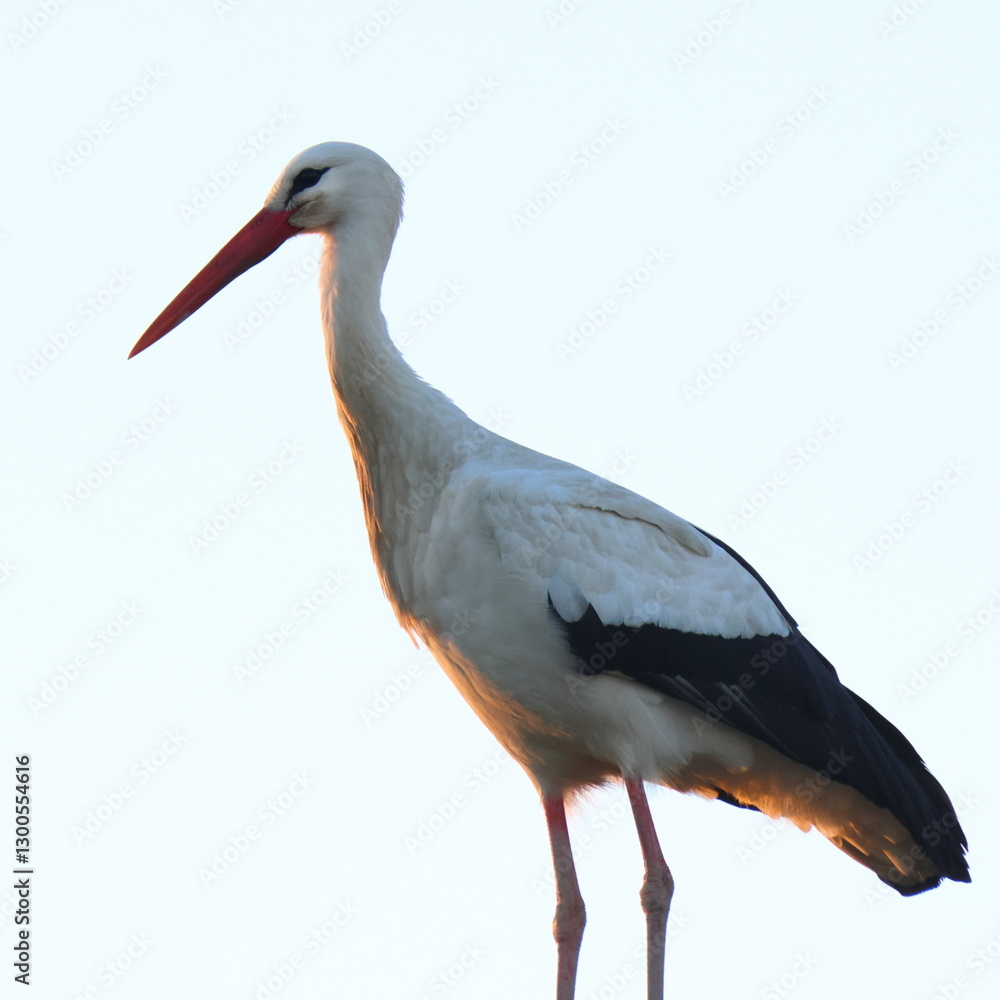 Fototapeta premium la signora della sera