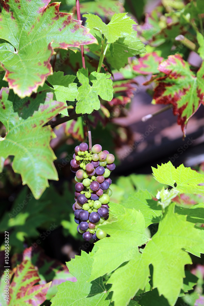 Bunch of black and green grapes, Derbyshire England
Bunch of black and green grapes, Derbyshire England