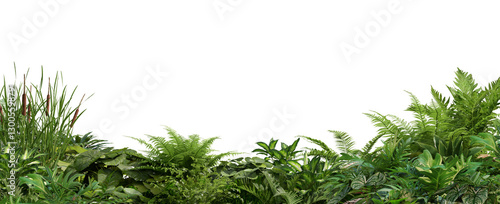 3D render foreground Tropical Plant Green Leaf on transparent background