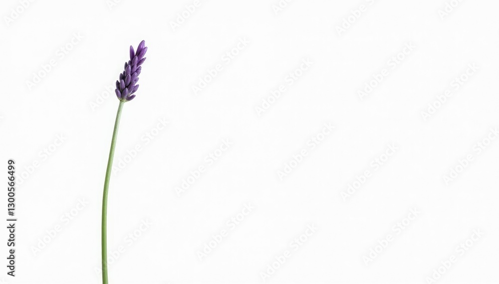 Obraz premium Single isolated lavender bloom on a long green stalk, green, nature, herb