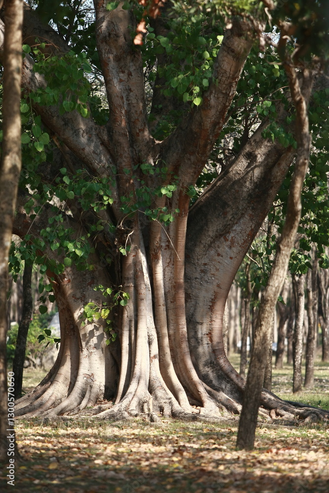 Ancient Tree's Embrace: The majestic form of an ancient tree commands attention in a sun-dappled forest. showcasing the beauty and strength of nature. Ancient Tree's Embrace: The majestic form of an ancient tree commands attention in a sun-dappled forest. showcasing the beauty and strength of nature.