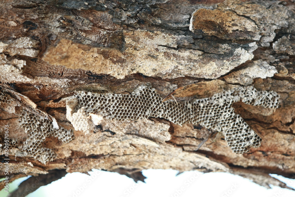 Honeycomb on Tree Bark: A detailed view of a honeycomb built onto a rugged tree bark surface, displaying intricate patterns and textures of natural beauty. Honeycomb on Tree Bark: A detailed view of a honeycomb built onto a rugged tree bark surface, displaying intricate patterns and textures of natural beauty.