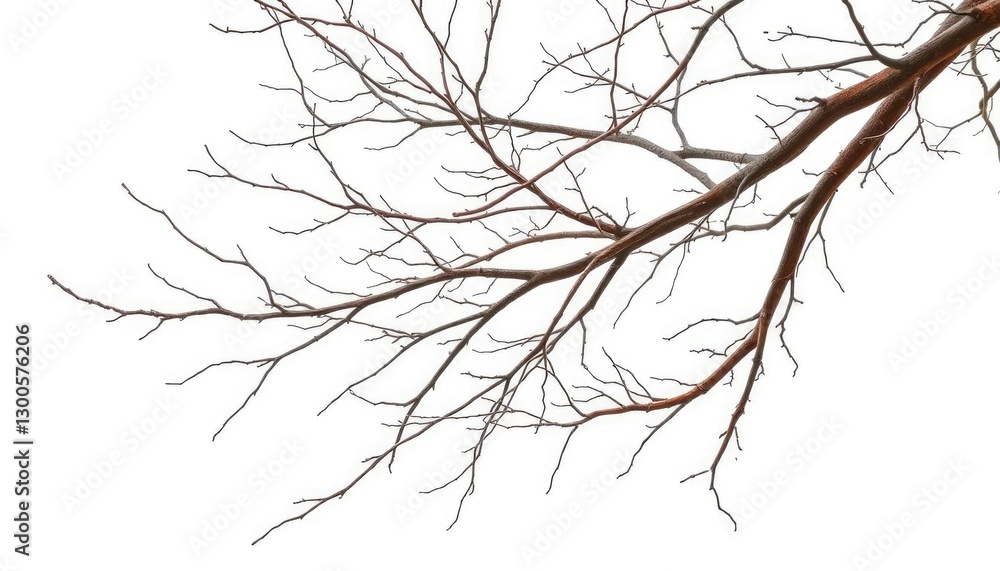 Bare, intertwined branches against a pure white backdrop, shape, forest Bare, intertwined branches against a pure white backdrop, shape, forest