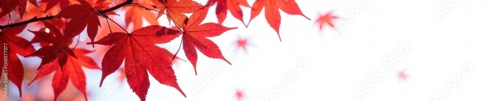 Vibrant red maple leaves, isolated on white background, isolated, foliage, texture Vibrant red maple leaves, isolated on white background, isolated, foliage, texture