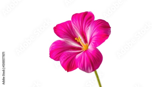 A single, vibrant bloom isolated against a pure white backdrop, white, design element