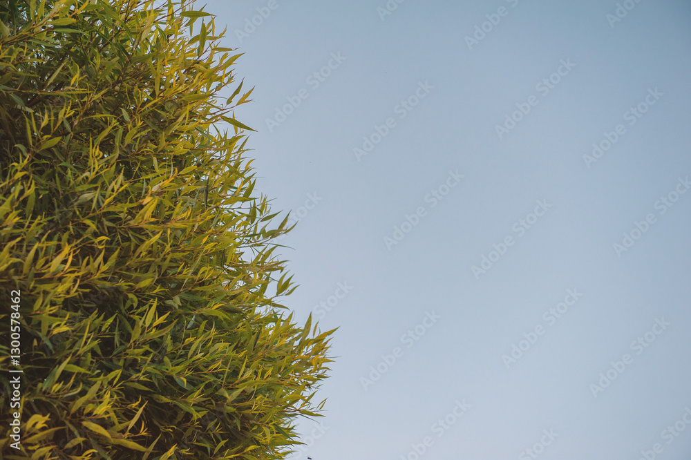 Vibrant sunset sky with lush green trees. Natural design with copy space Vibrant sunset sky with lush green trees. Natural design with copy space
