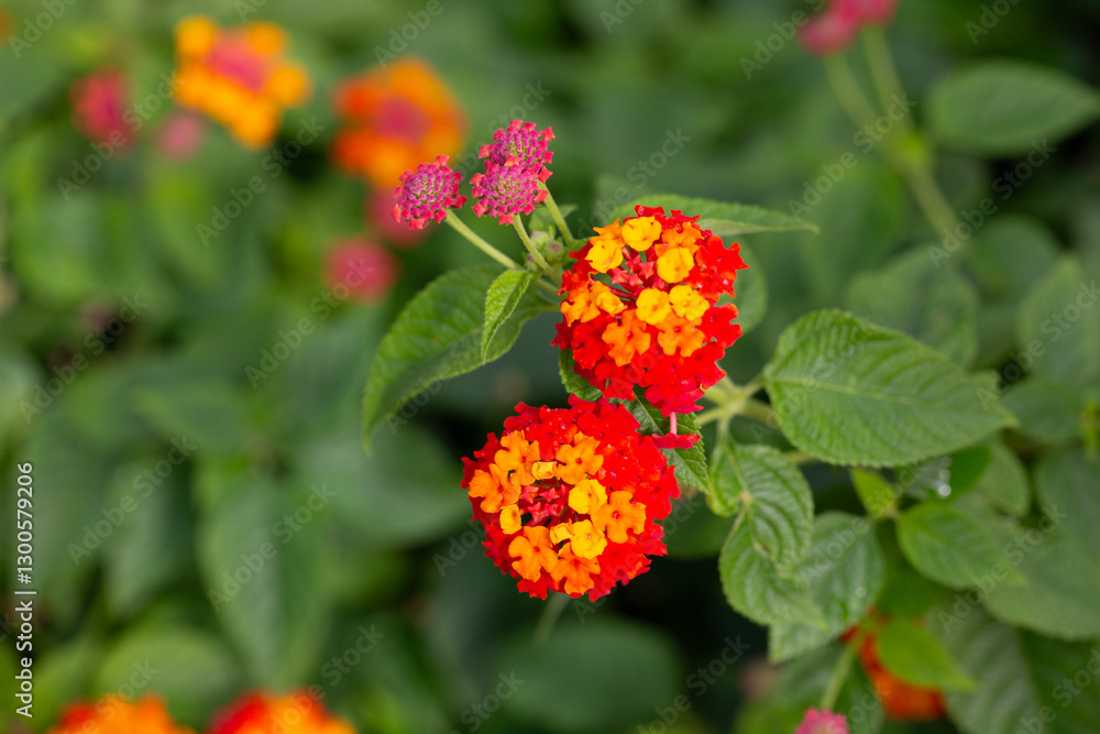 Lantana camara red orange (common lantana) flowers close-up Lantana camara red orange (common lantana) flowers close-up
