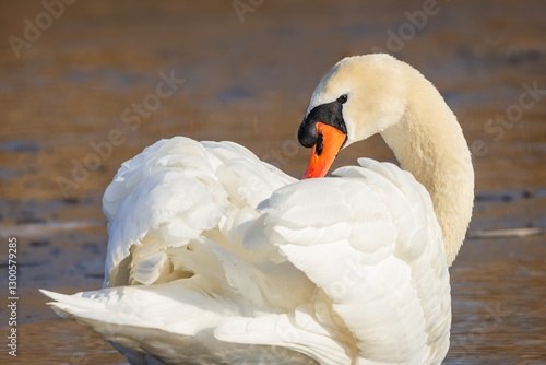 Obraz na płótnie Close up portrait of an elegant white mute swan with orange and black beak. Sunny winter day. Brown background. w salonie