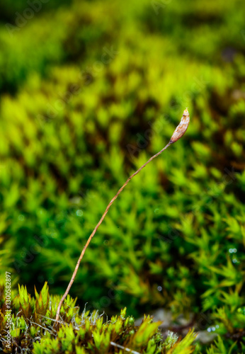 A spore box, a reproductive organ of moss on a green background, Ukraine photo