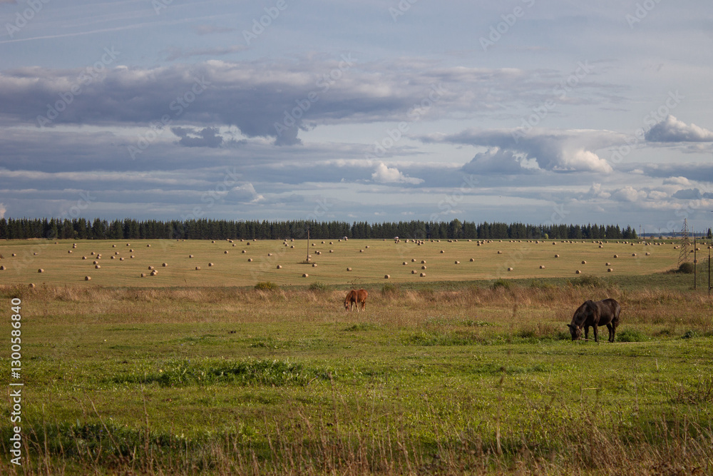 Horses Grazing Peacefully in a Vast Rural Meadow with Hay Bales Under a Cloudy Sky Horses Grazing Peacefully in a Vast Rural Meadow with Hay Bales Under a Cloudy Sky