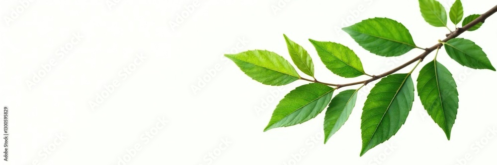 A branch with leaves isolated on a white background, greenery, foliage, branches