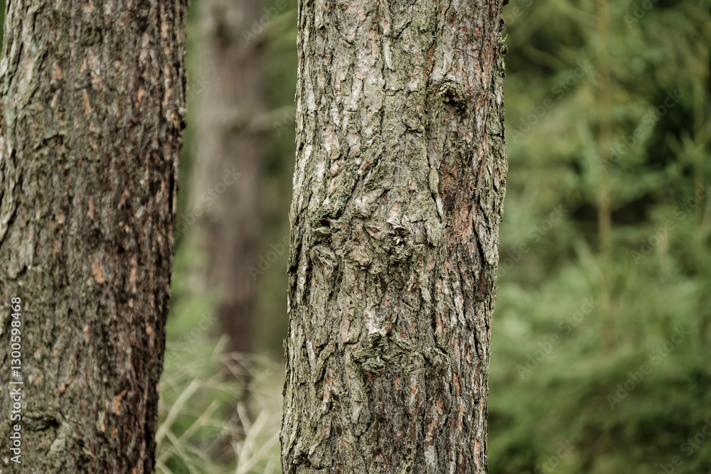 Thick green moss blankets tree trunks, transforming rough bark into soft emerald sculptures. Nature's quiet artistry reveals itself in these woodland sentinels. Thick green moss blankets tree trunks, transforming rough bark into soft emerald sculptures. Nature's quiet artistry reveals itself in these woodland sentinels.