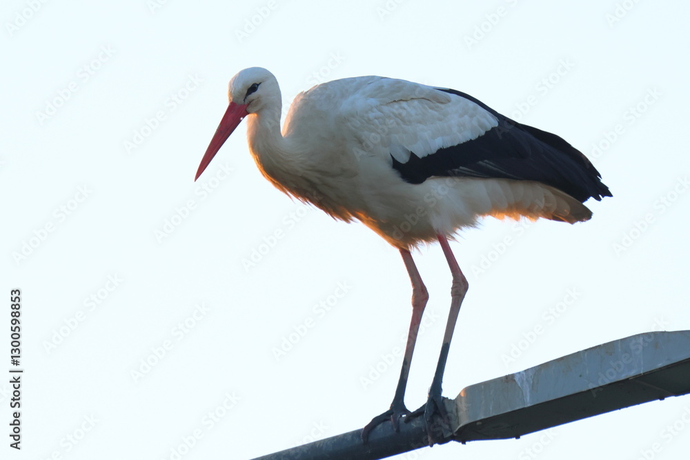 Fototapeta premium la signora della sera